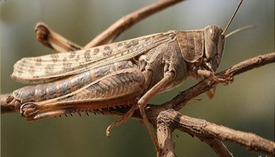 الجراد الصحراوي في اليمن
