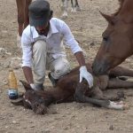 جريمة العدوان بحق خيول عربية أصيلة
