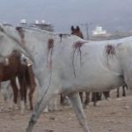 جـريمة العدوان بحق خيول عربية أصيلة