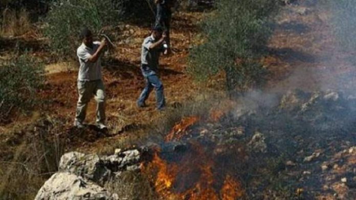 مكتب الأمم المتحدة: المستوطنون أحرقوا 1000 شجرة زيتون في الضفة الغربية خلال أسبوعين