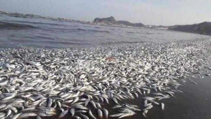 الثروة السمكية تدين مساعي العدوان تحويل اليمن إلى مكب لنفاياته السامة