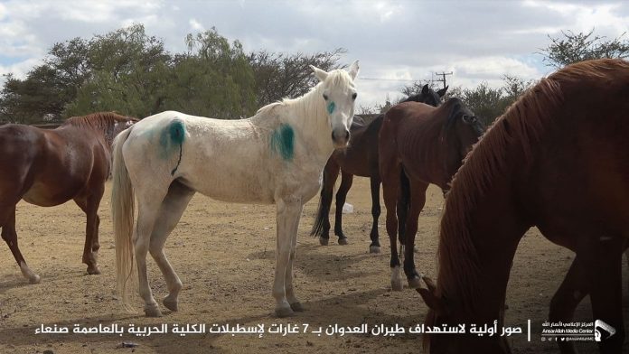 أكثر من 80 خيل عربية أصيل