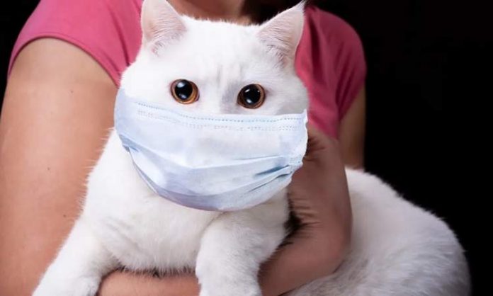 فيروس كورونا من الإنسان إلى القطط!!