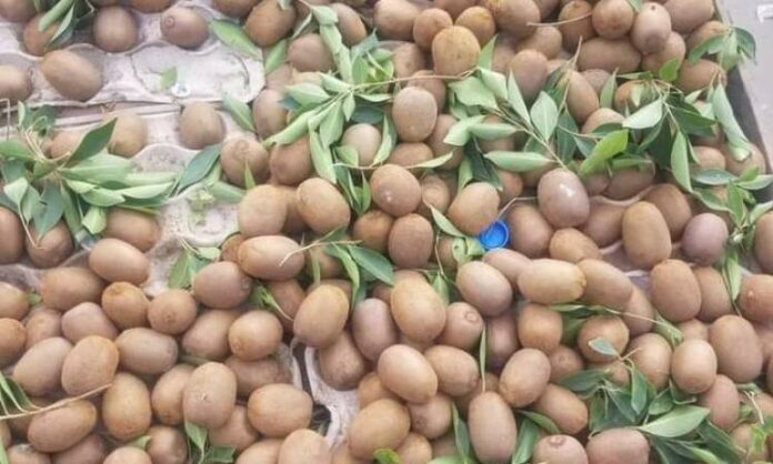 نجاح تجربة زراعة الكيوي باليمن