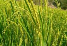 نجاح تجربة زراعة الارز في اليمن