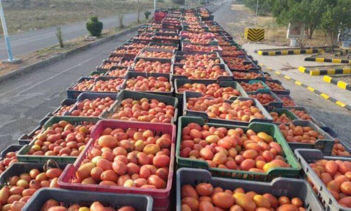 مصنع باجل يعلن استعداده لاستقبال الطماطم وتدويره إلى صلصة