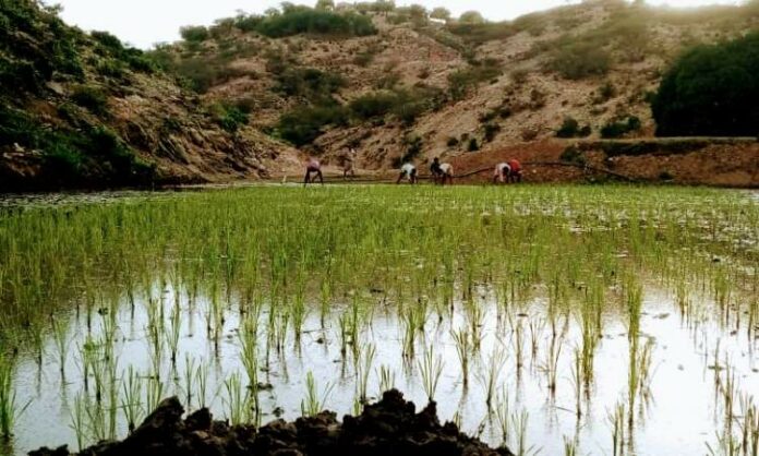 نجاح زراعة أول حقل للأرز في محافظة حجة