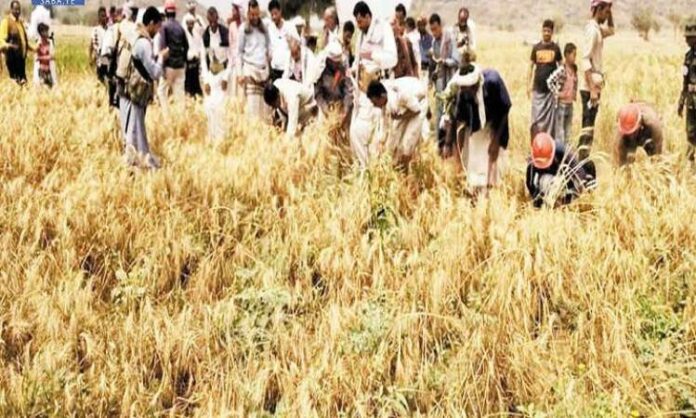 صنعاء تعلن نجاح أول تجربة لزراعة القمح في تهامة