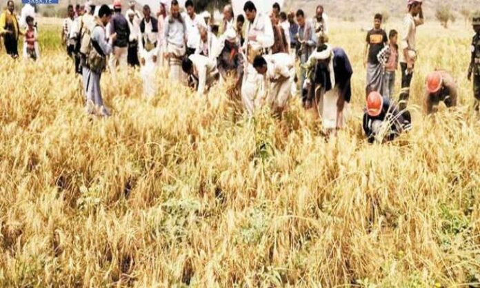 صنعاء تعلن نجاح أول تجربة لزراعة القمح في تهامة