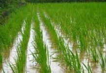 لتحقيق الاكتفاء الذاتي: اليمن يجني أول محصول للأرز من محافظة حجة